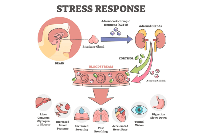 The Impact of Stress on Weight Loss